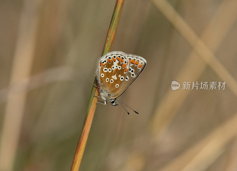 棕Argus蝴蝶(Aricia agestis)